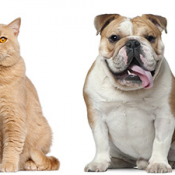 Dogs and Cats in a line